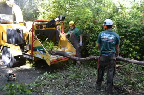 tree services Holden Heights